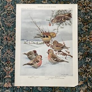 🖤5/$25 Antique Ornithological Bird Print Original finch winter